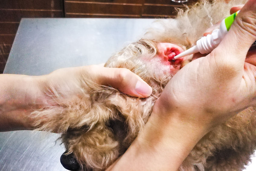 Zo voorkom je oormijt bij honden: effectieve behandelingen en verzorgingstips