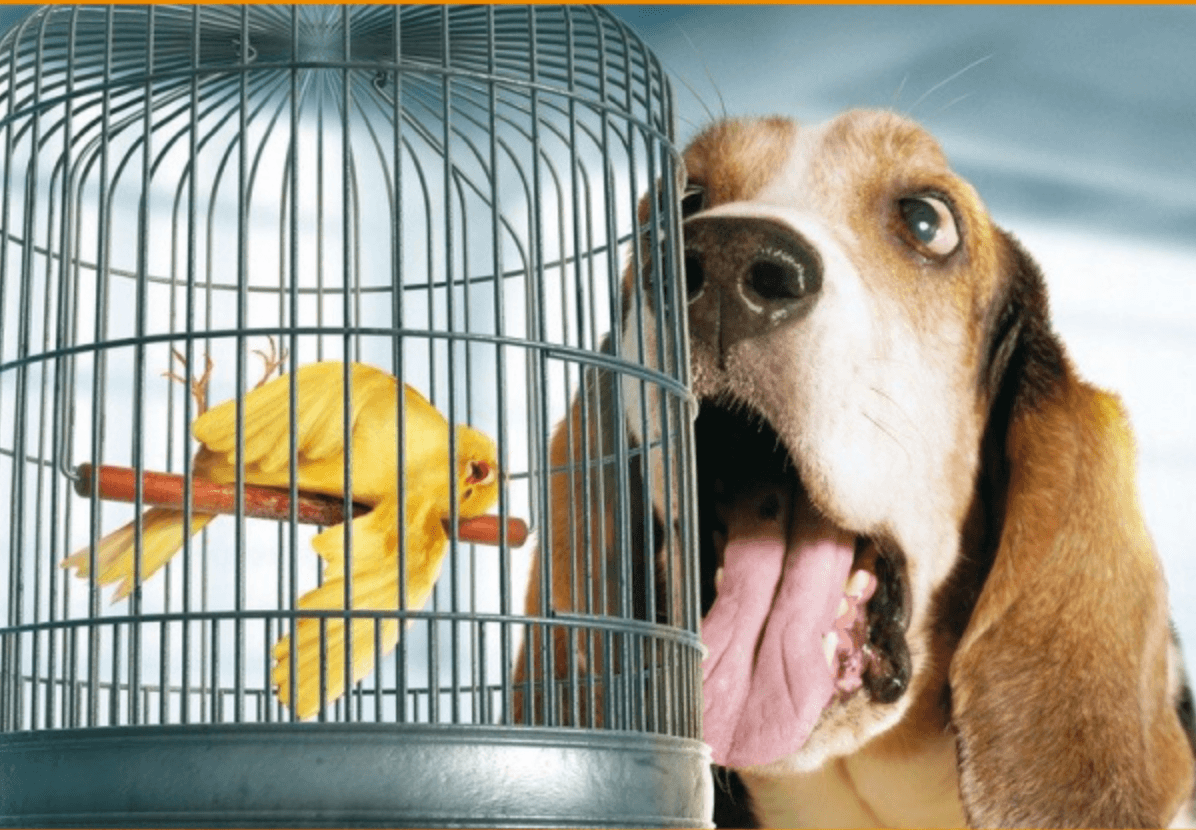 Vlieger Patriottisch specificeren Hondengeur verwijderen uit huis? | Top 10 Beste Middelen
