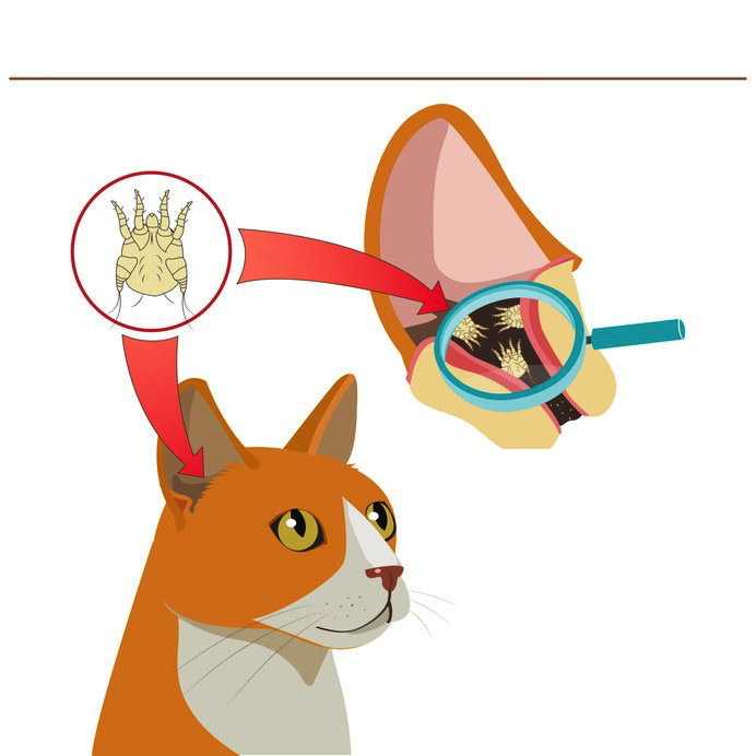 Oormijt Kat Top 10 Beste Tips Bij Kat Met Oormijt