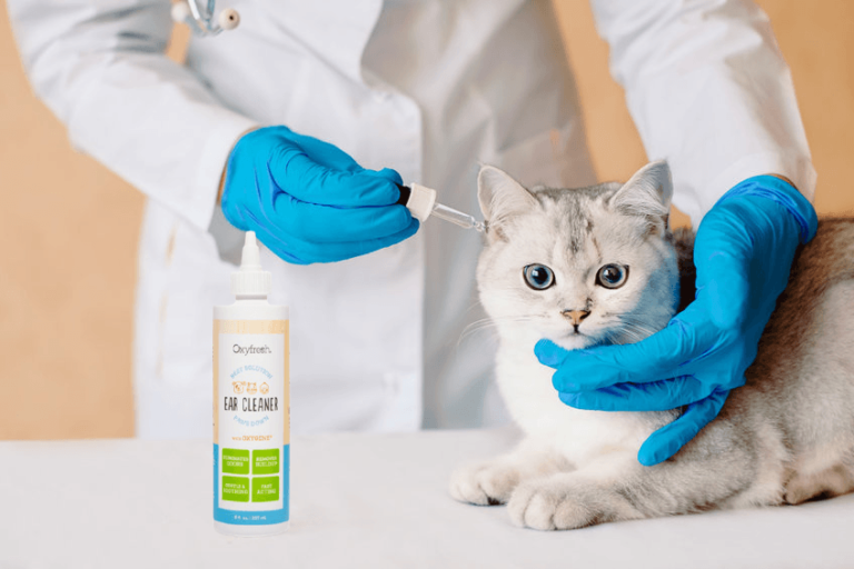 Oormijt Kat Top 10 Beste Tips Bij Kat Met Oormijt