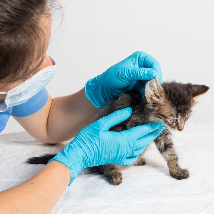 Oormijt Kat Top 10 Beste Tips Bij Kat Met Oormijt