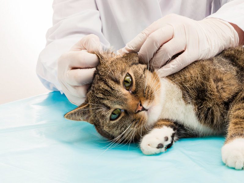 Oormijt Kat Top 10 Beste Tips Bij Kat Met Oormijt