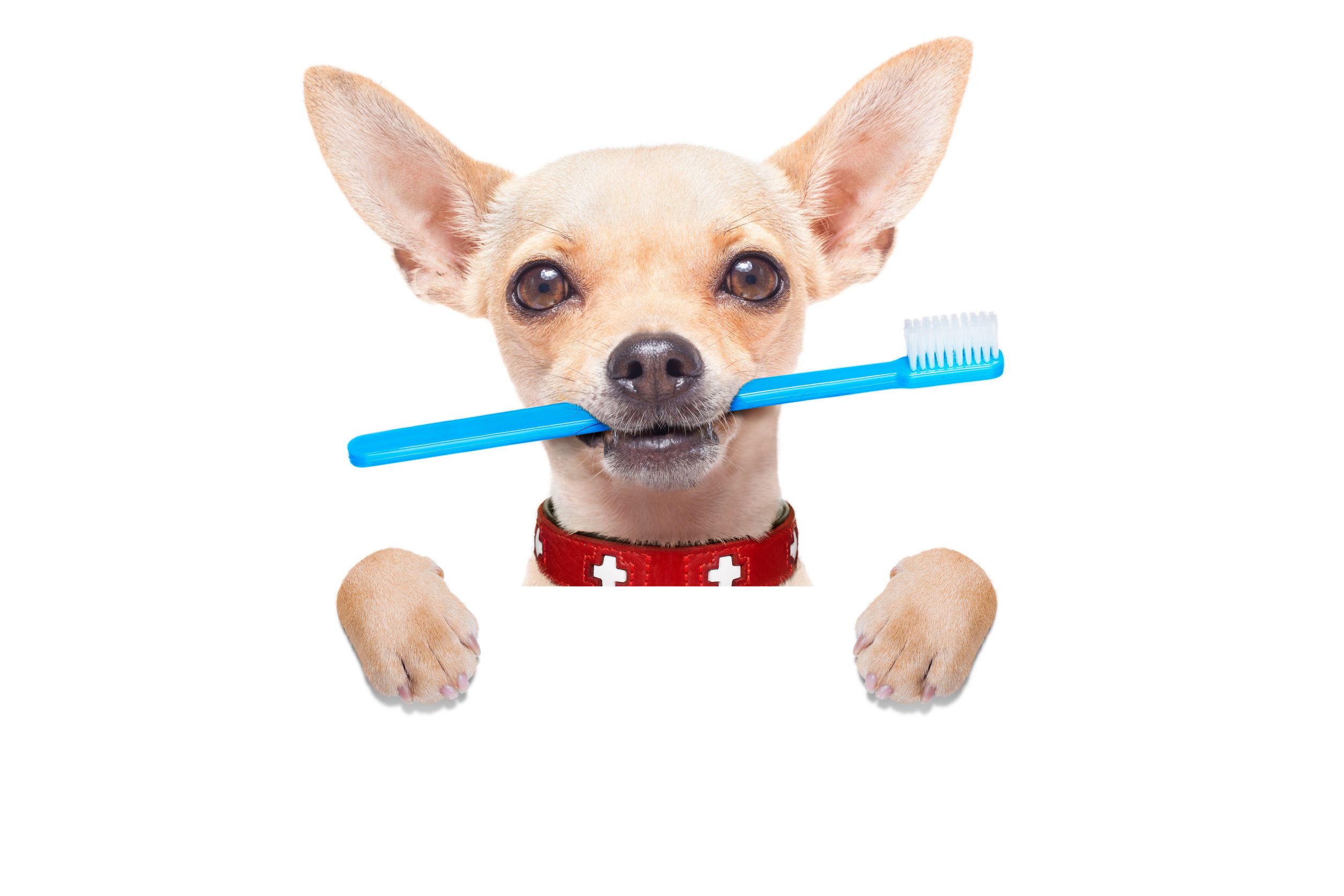 Hond Stinkt Uit Bek Oplossingen 10 Beste Tips Hond Stinkt Uit Bek Oplossingen 10 Beste Tips