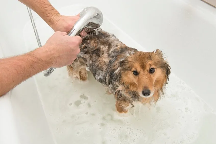 Is het nodig om een hond te wassen?