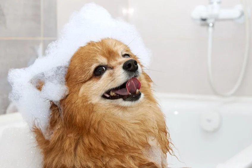 medeklinker Koloniaal radioactiviteit Je Hond Wassen? 10 Beste Tips Voor Een Wasbeurt Van Je Hond