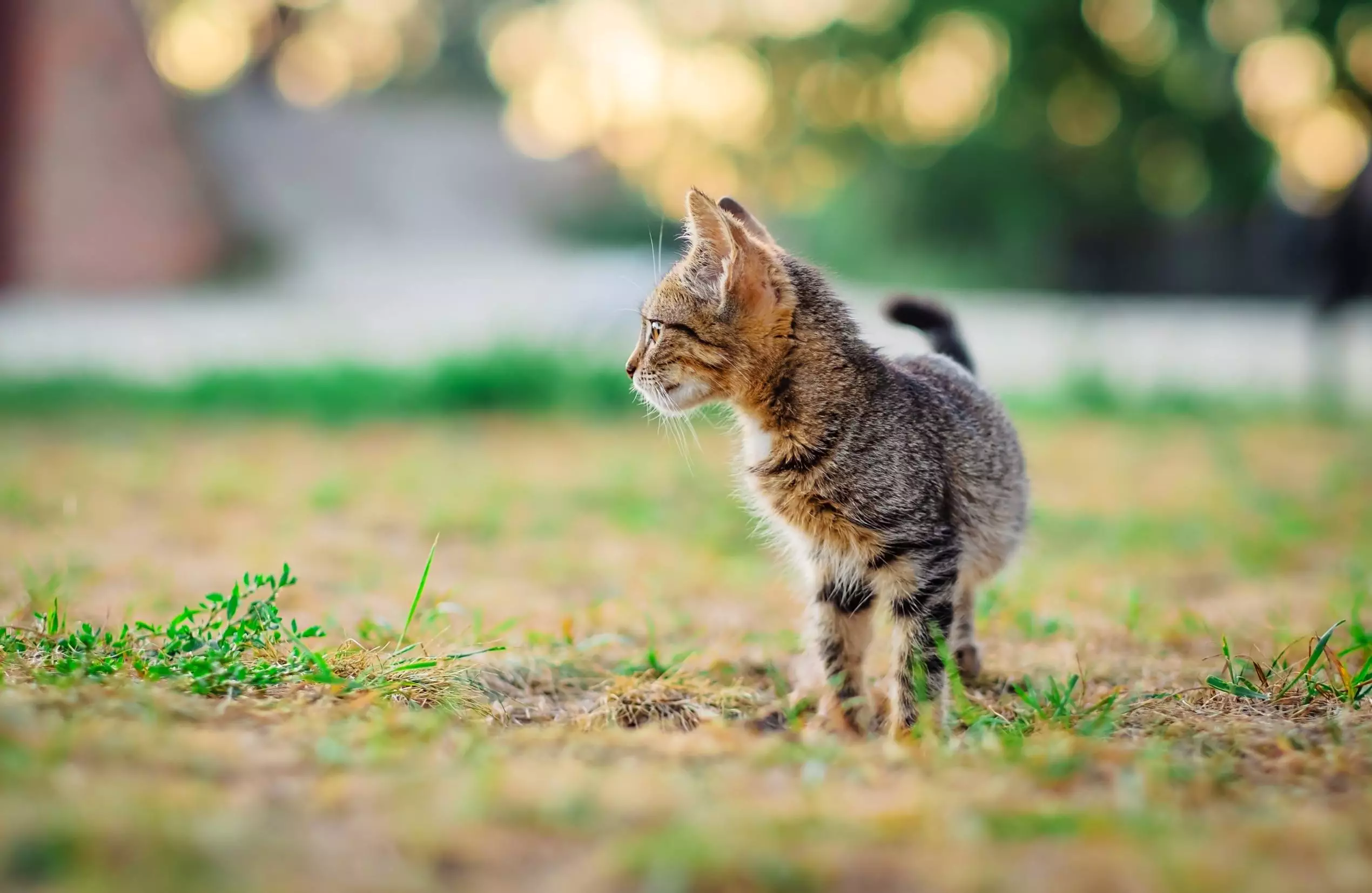 Alles wat je moet weten over katten als huidsier