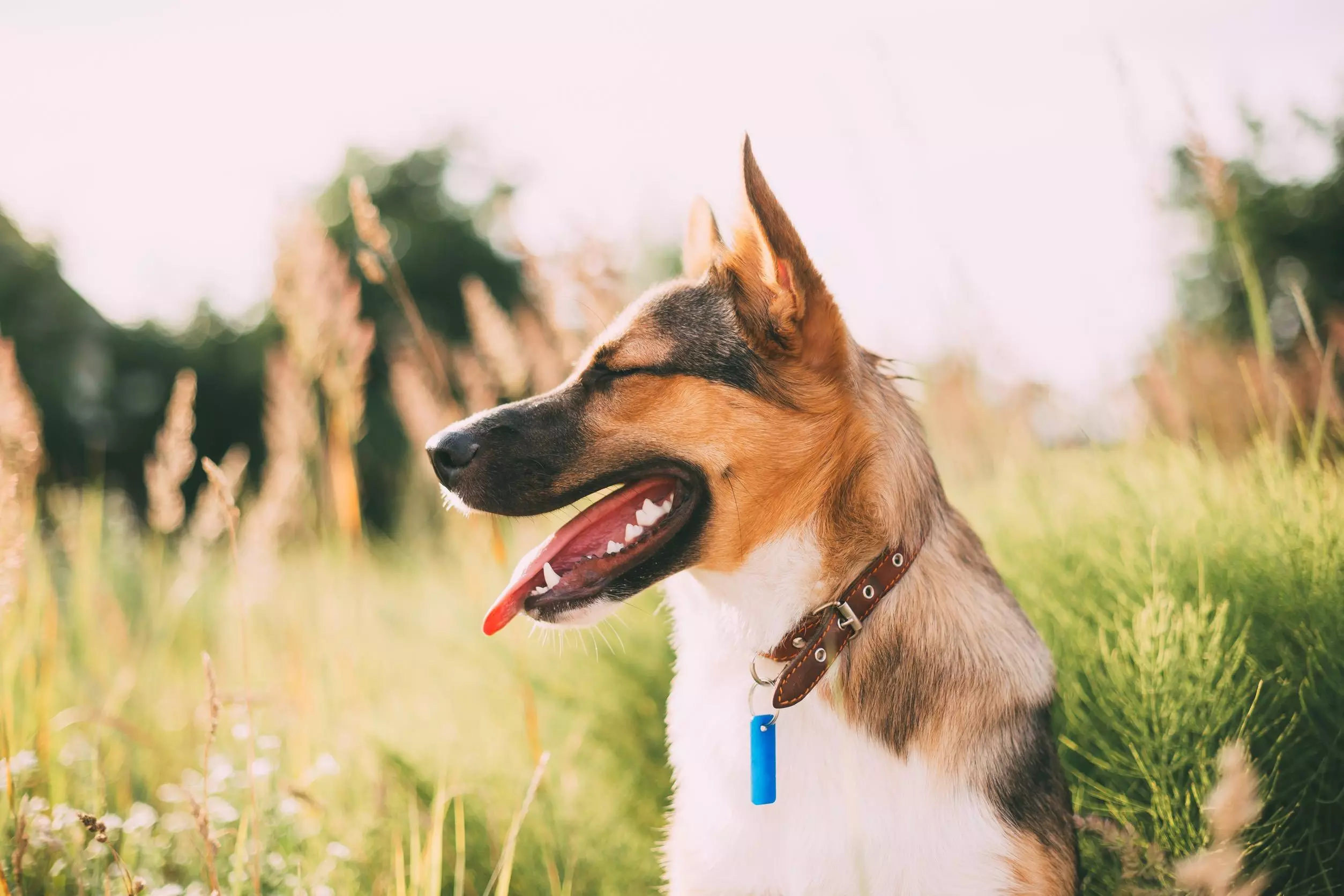 Honden alles wat je wilt weten